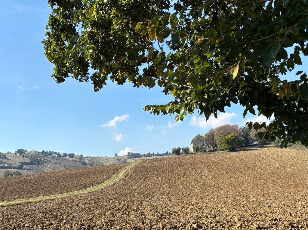Autumn countryside in Le Marche with rolling ploughed fields under a clear blue sky.