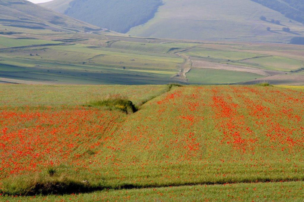 Springtime landscape in Castelluccio di Norcia with rolling green fieldsscattered with red poppies.