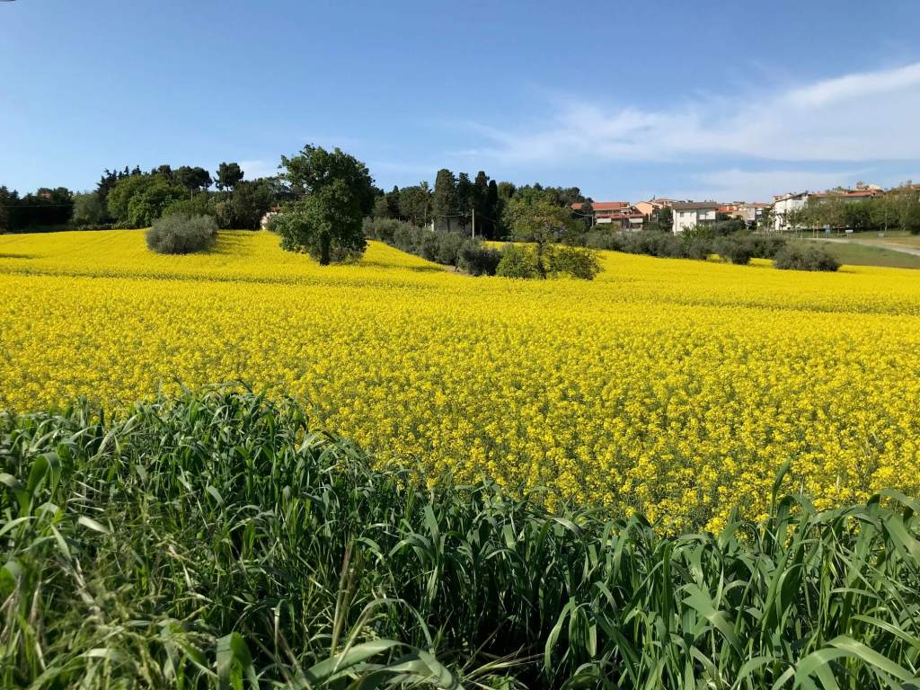 Golden Spring Fields Near Montemarciano, Le Marche with rolling hills, olive trees and vilage houses under the blue sky.