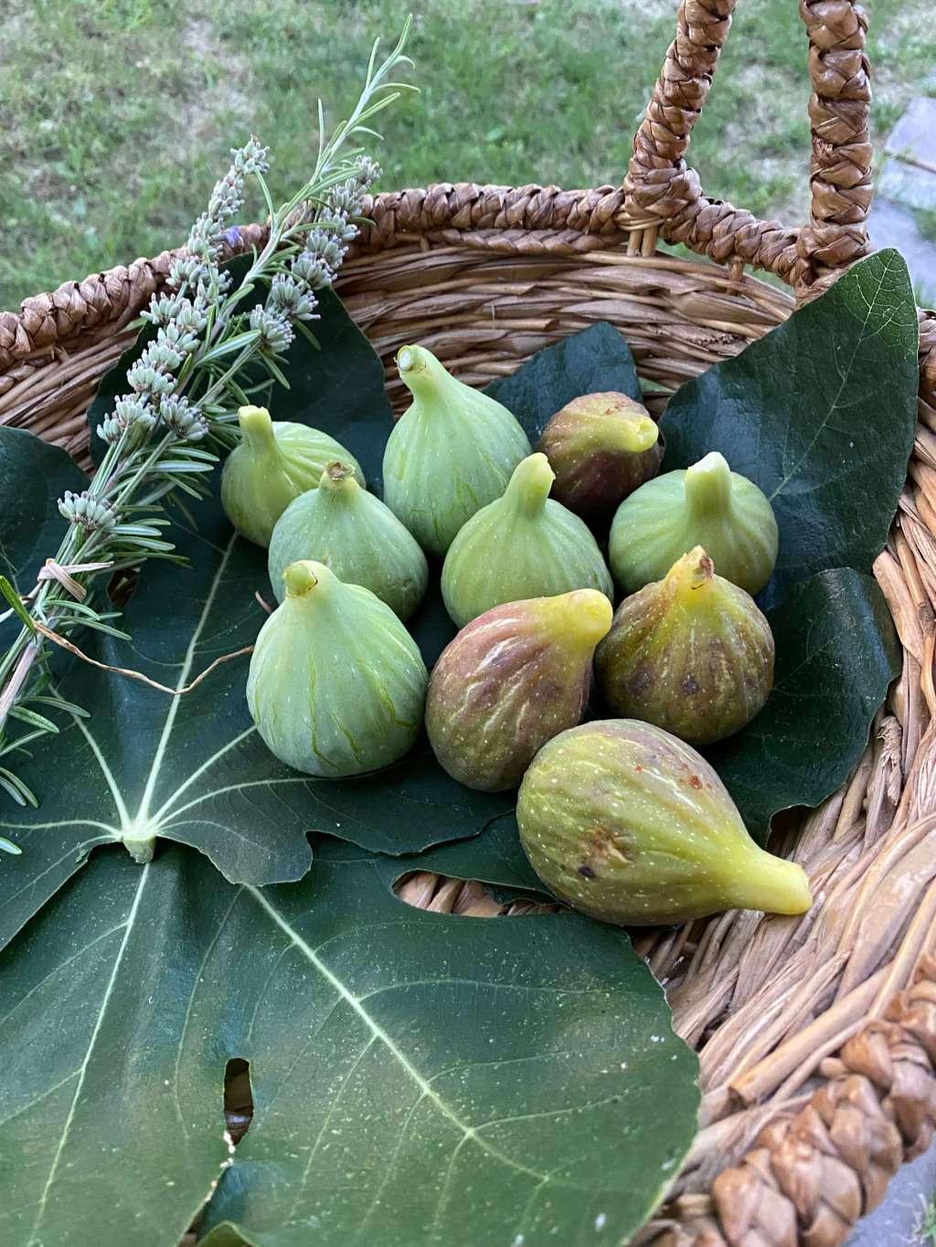 The Figs of Late&nbsp;Summer